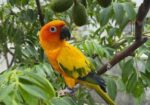 Super Tame Sun Conure