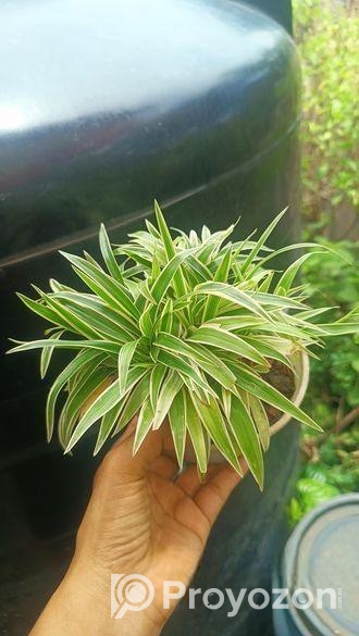 ইন্ডোর প্লান্ট
