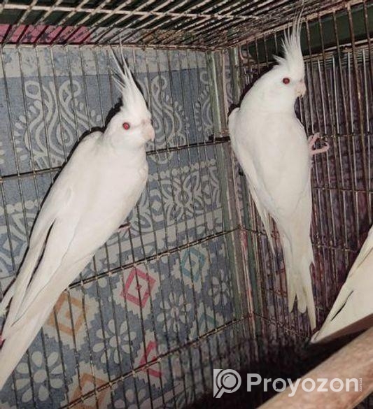 Cockatiels
