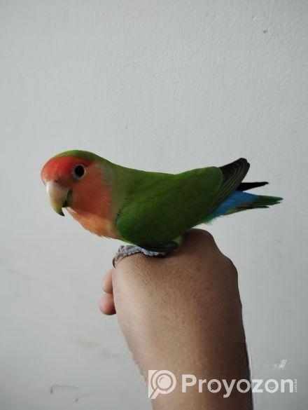 Tame Love Bird