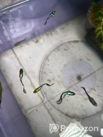 guppy fish