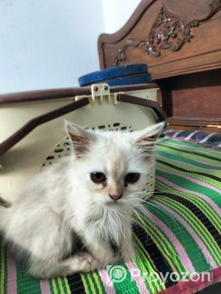 Persian Cat