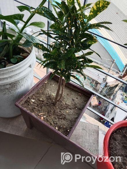 গাছ ও টপ
