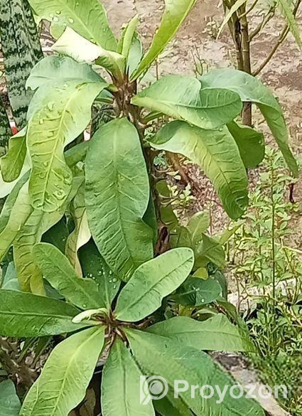 কাটাম মুকুট