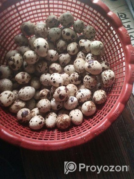 Quail Egg