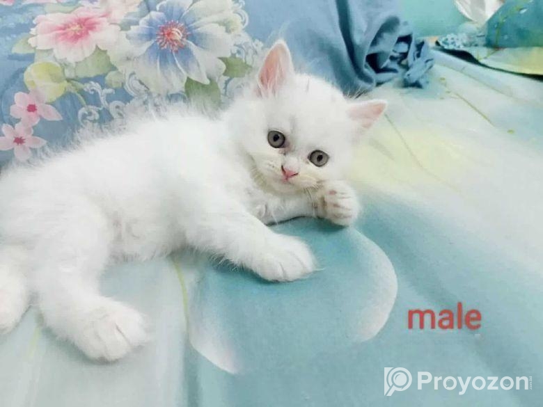 Persian Cat