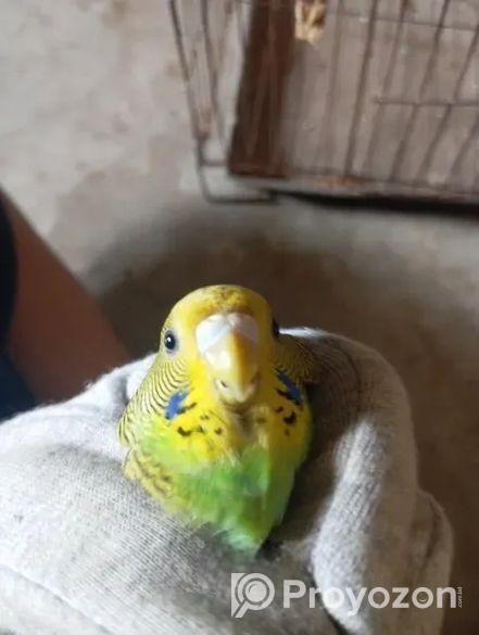 Male Budgiger