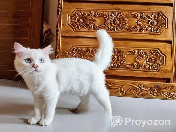 Traditional Persian