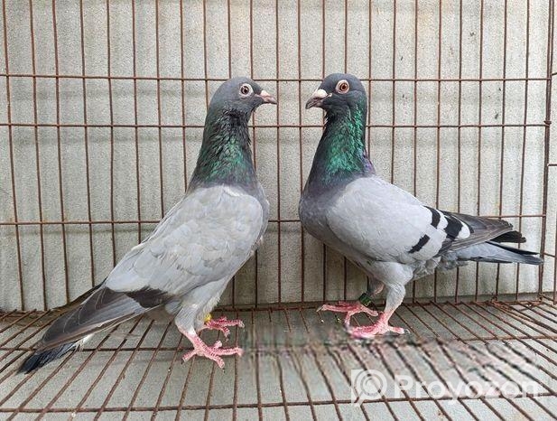 রেসার রানিং পেয়ার