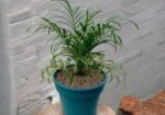 Best Indoor Plants