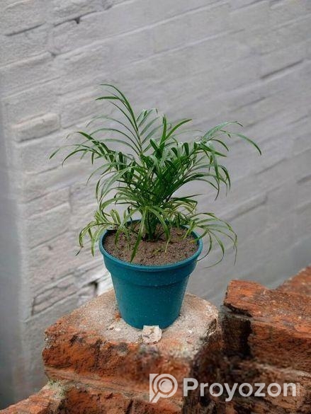 Best Indoor Plants
