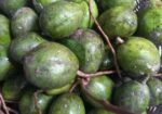 আমড়া