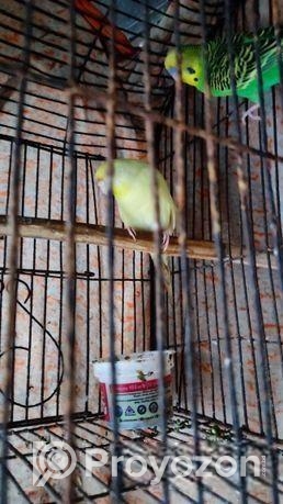 Bajrigar Adult Pair