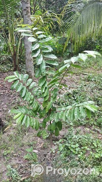 করসল ঔষধি গাছ