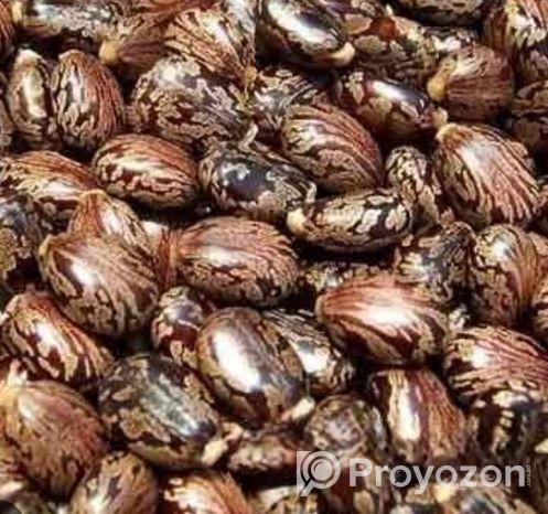 Vnna Seeds
