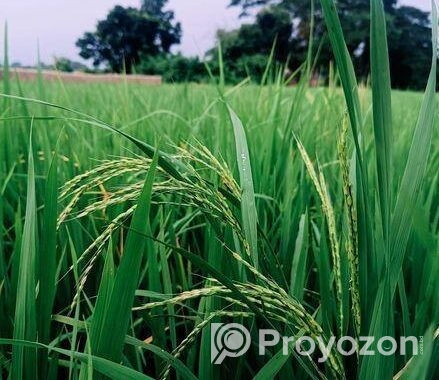 ইন্ডোর প্লান্ট