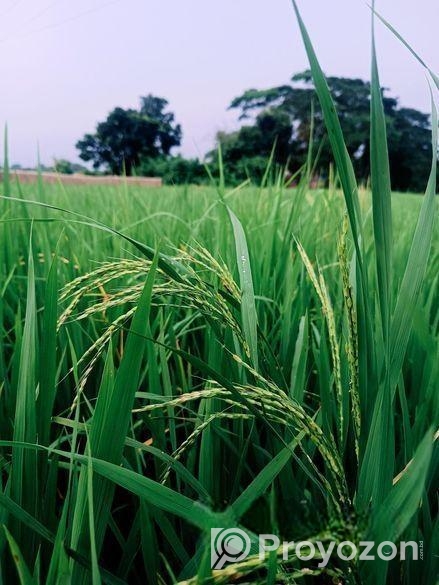 ইন্ডোর প্লান্ট