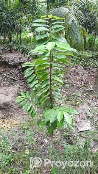 করসল ঔষধি গাছ
