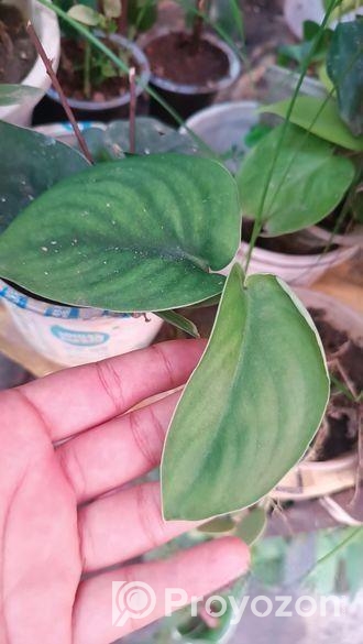 indoor plant