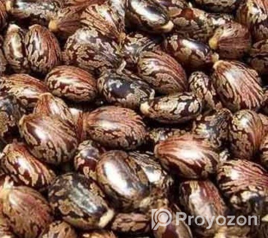 Vnna Seeds