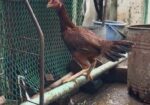 ফাইটার আসিল মুরগি, ইন্ডিয়ান ব্লাড লাইন,