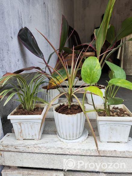 Indoor Plant’s