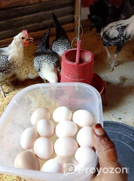Egg sell
