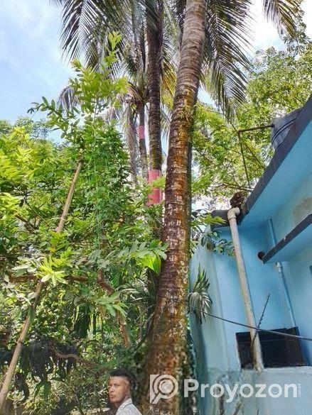 নারিকেল গাছ