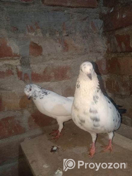 Kobitor Runing Pair