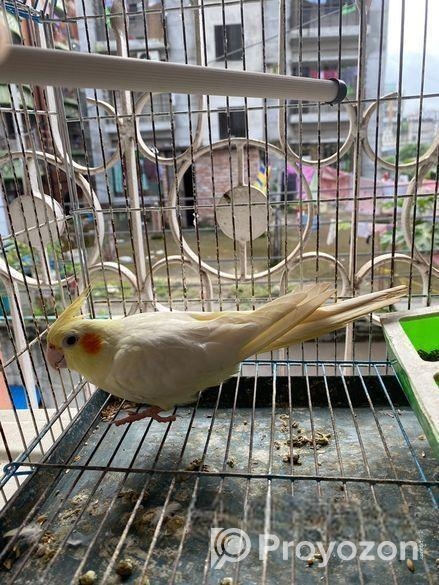 Female Love Bird