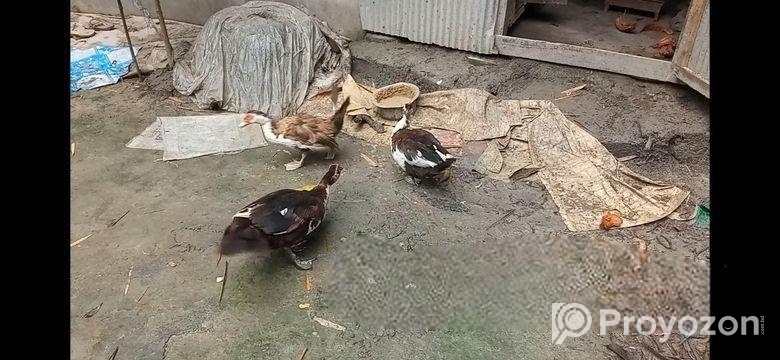 চিনা হাঁস