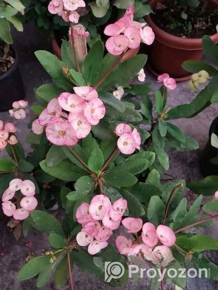 তিলোত্তমা কাটামুকুট