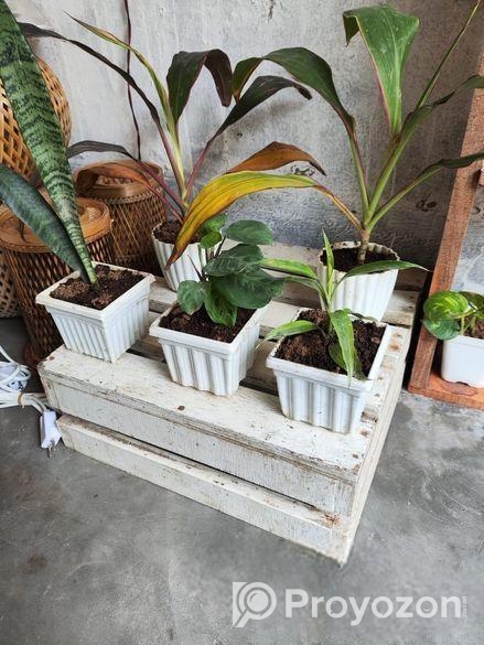 Indoor Plant’s