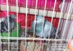 এক জোরা রেসার বিক্রি হবে