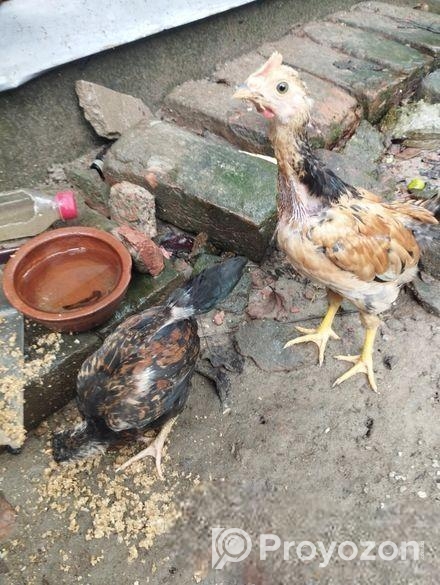 দেশি মুরগি বিক্রি করা হবে