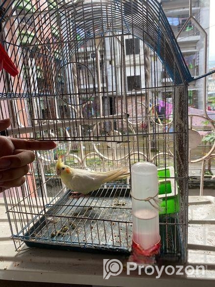 Female Love Bird