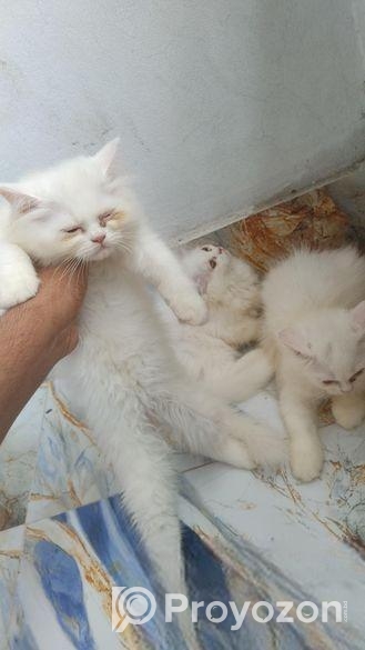 Parsian Female Cat