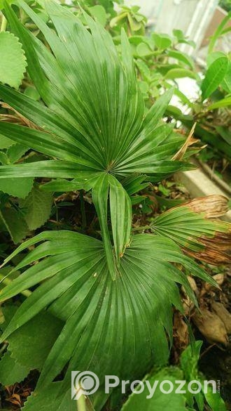 indoor plant