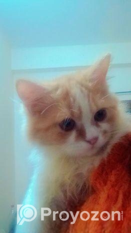 Pure Persian