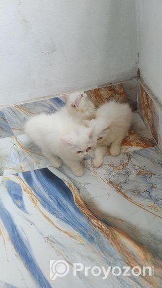 Parsian Female Cat