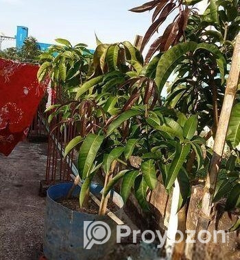 বিদেশি লিচু আম পেয়ারা আরো অন্যান্য ফলজ গাছ বড় ড্