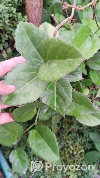 indoor plant