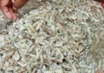 চিংড়ি কুরাল, ভাঙ্গান,বেলে, খরলা,পেসশা,বাটা