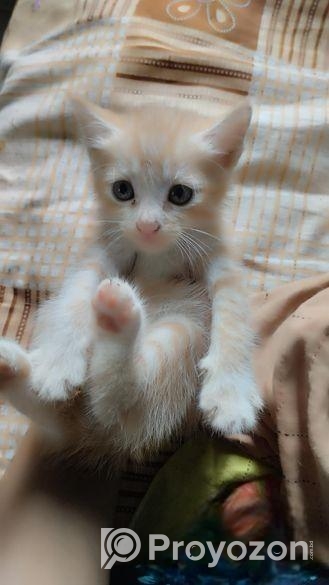 Mix Breed Kitten