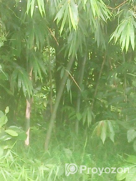 ২প্রকার বাস ১ বাকাল ২ বউরা