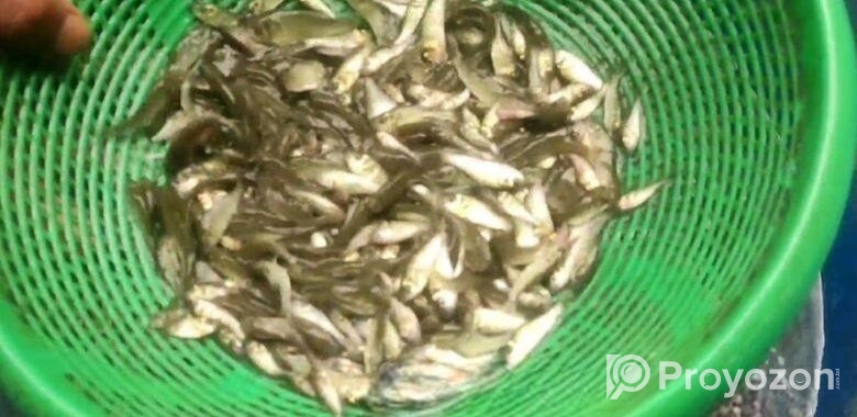 শতভাগ নির্ভেজাল গ্যারান্টিযুক্ত পোনা