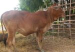 আমেরিকান শাহিওয়াল গরু বিক্রি হবে