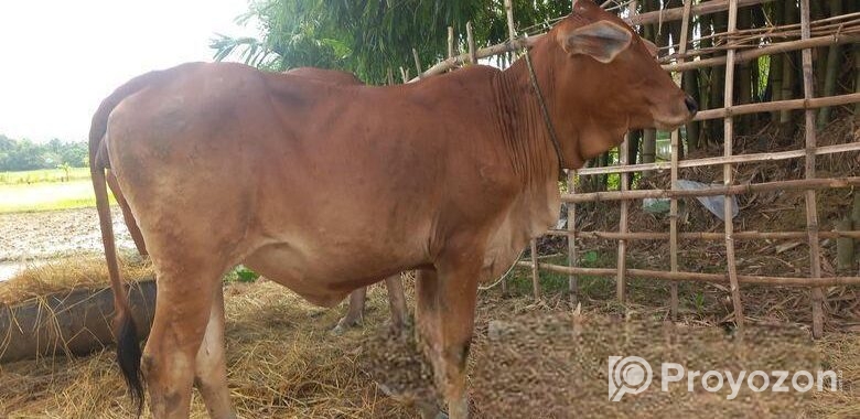 আমেরিকান শাহিওয়াল গরু বিক্রি হবে