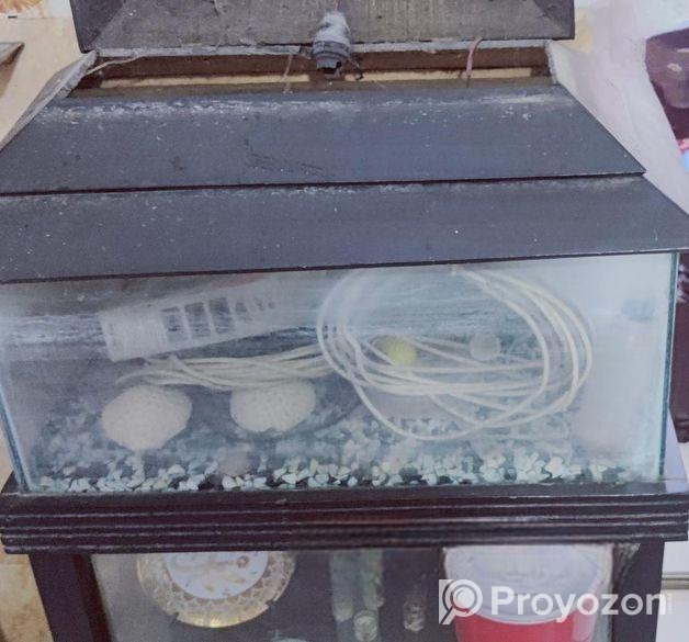 Fish aquarium