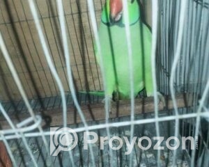 fitted-37_2025-08-05_17-58-10